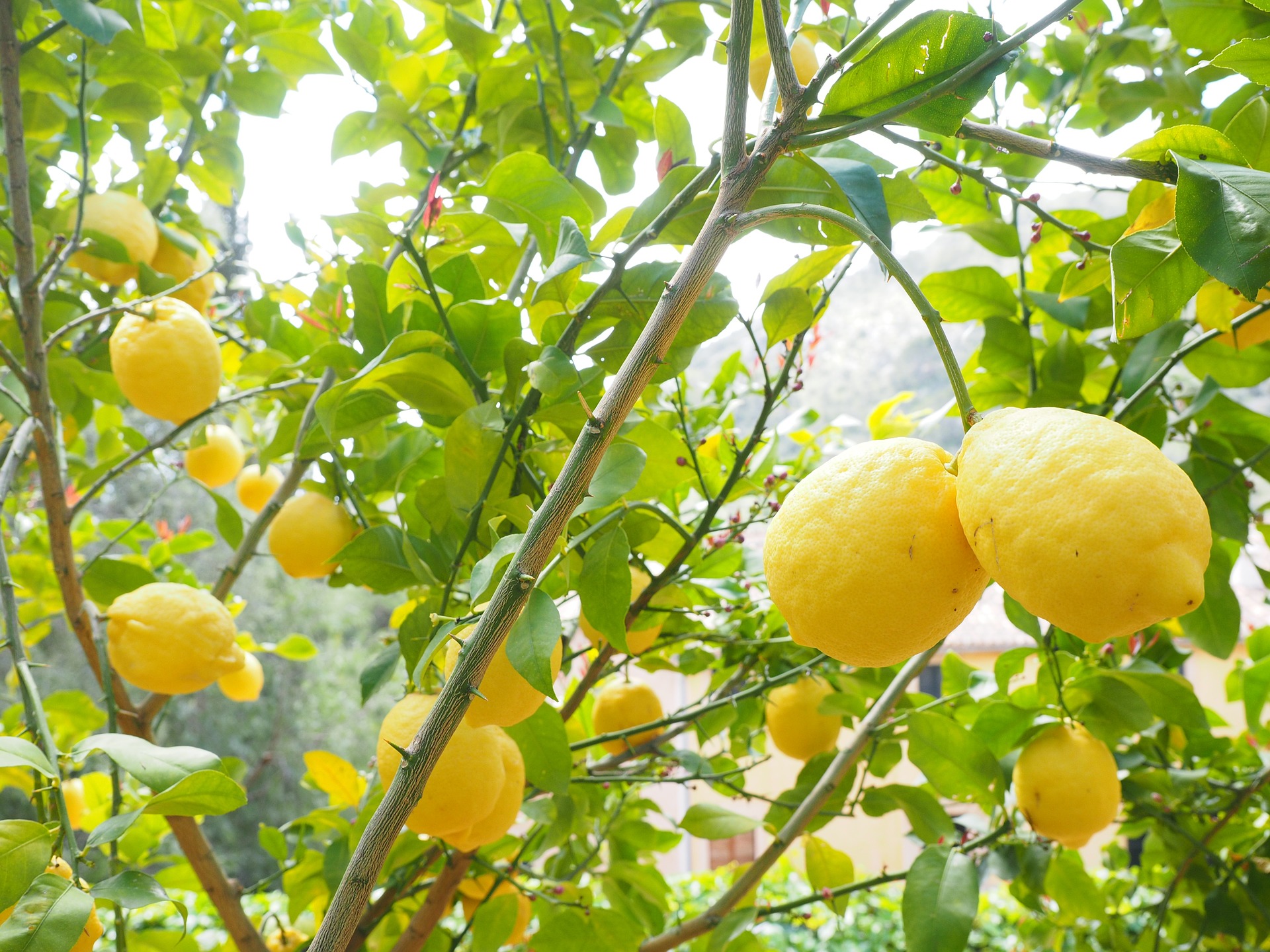 лимони дърво